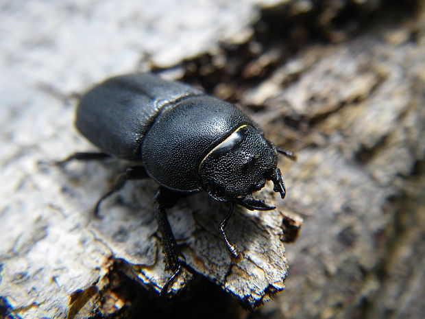 roháček kozlík Dorcus parallelepipedus Linnaeus,1758