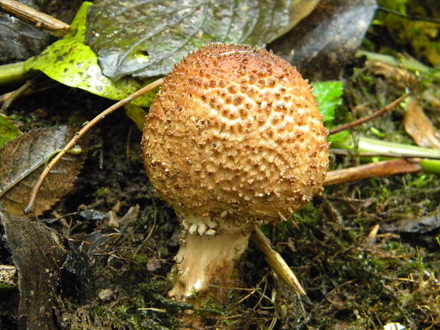 bedlička ostrošupinatá Echinoderma asperum (Pers.) Bon