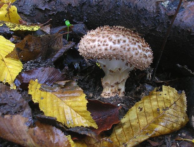 bedlička ostrošupinatá Echinoderma asperum (Pers.) Bon