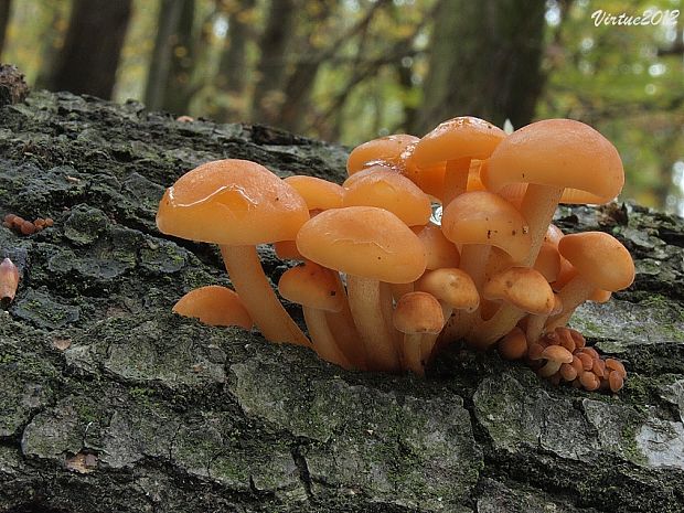 plamienka Flammulina sp.