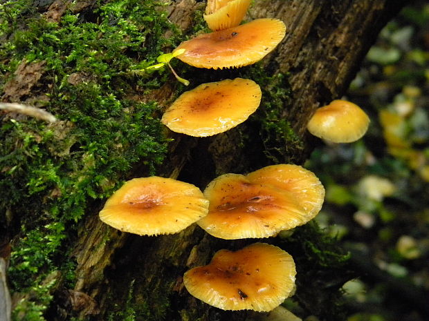 plamienka Flammulina sp.