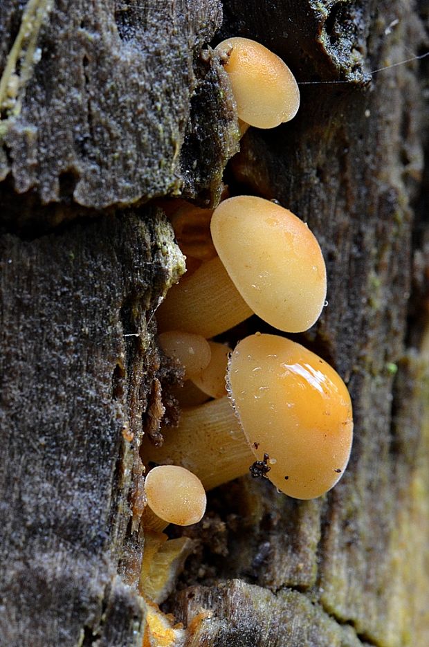 plamienka Flammulina sp.