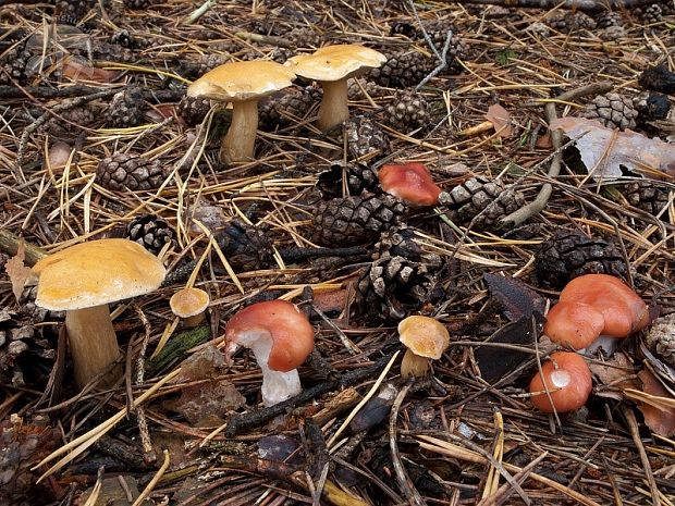 sliziak ružový + masliak kravský Gomphidius roseus (Fr.) Fr. + Suillus bovinus (Pers.) Roussel