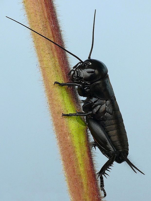 svrček poľný Gryllus campestris Linnaeus, 1758