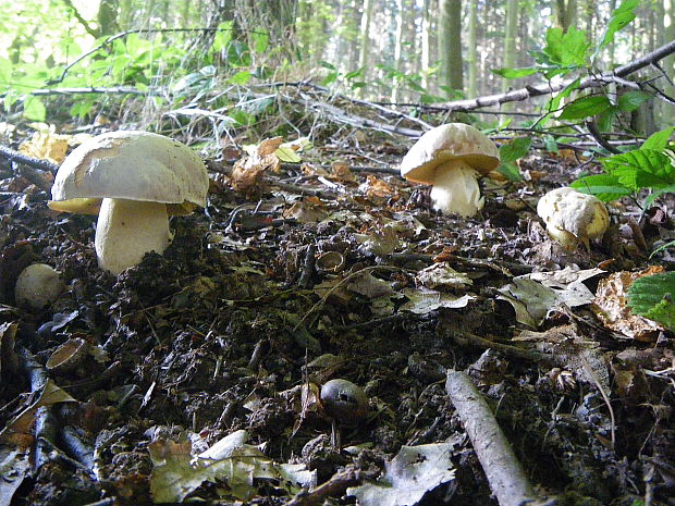 hríb plavý Hemileccinum impolitum (Fr.) Šutara