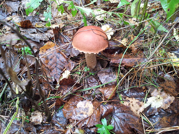 kozák brezový Leccinum scabrum (Bull.) Gray