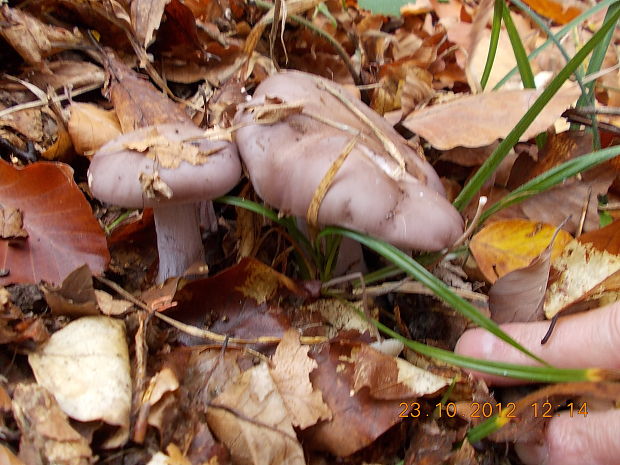 pôvabnica fialová Lepista nuda (Bull.) Cooke