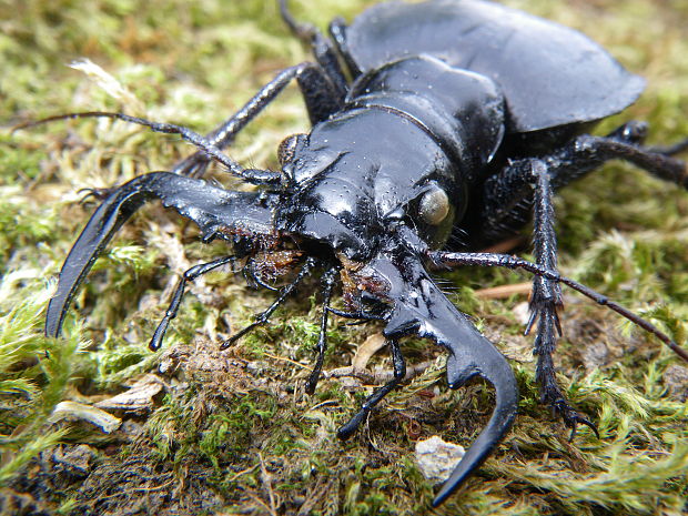 vzteklý rozparovač Mantichora imperator Mareš,1976