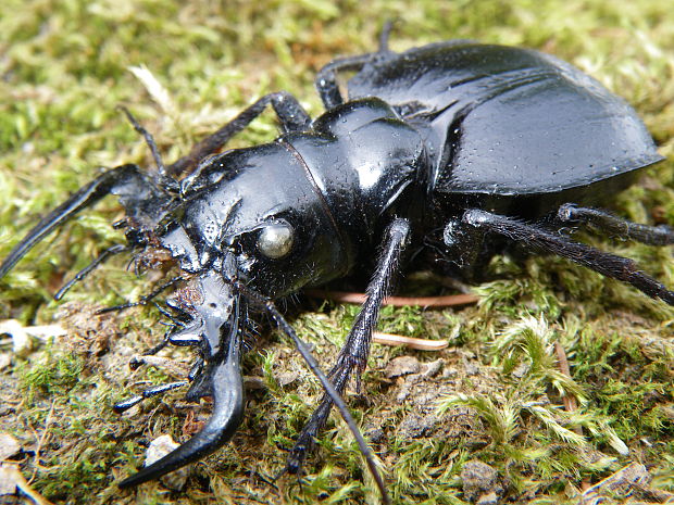 vzteklý rozparovač Mantichora imperator Mareš,1976