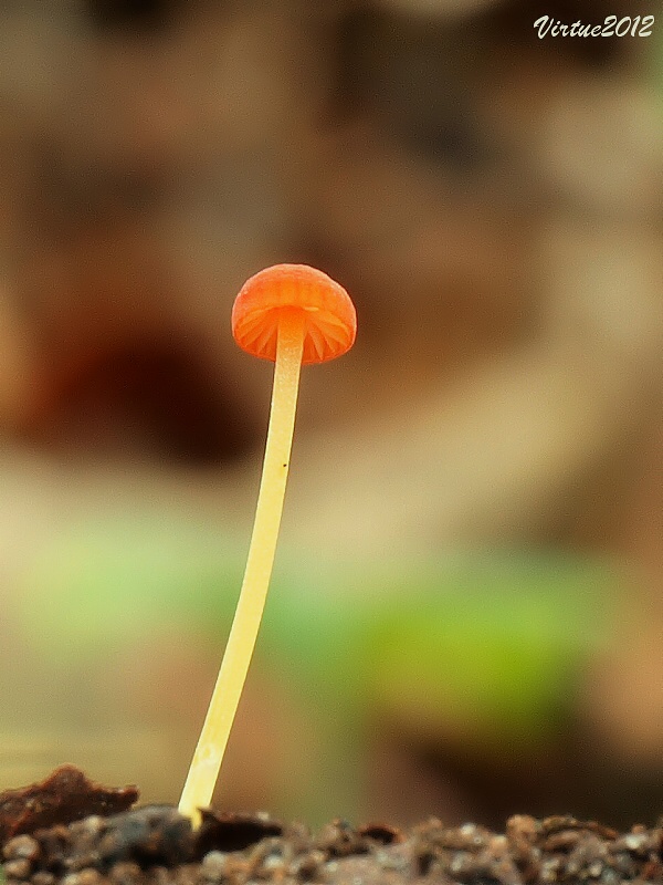 prilbička ihličková Mycena acicula (Schaeff.) P. Kumm.