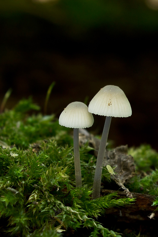 prilbička olivovožltá Mycena arcangeliana Bres.