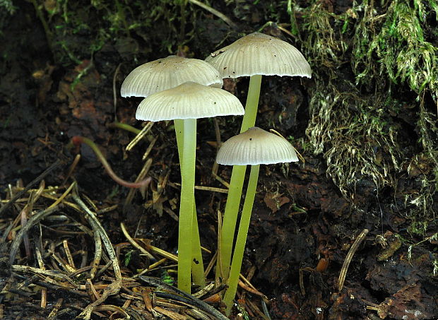 prilbička slizká želatínová Mycena epipterygia var. viscosa (Secr. ex Maire) Ricken