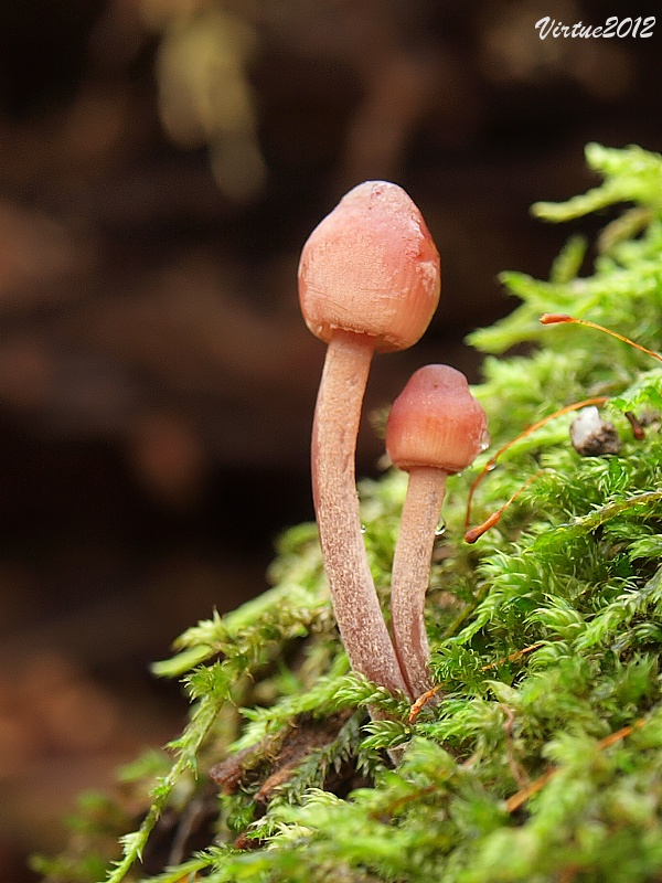 prilbička Mycena sp.