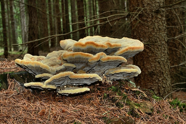 hnedák Schweinitzov Phaeolus schweinitzii (Fr.) Pat.