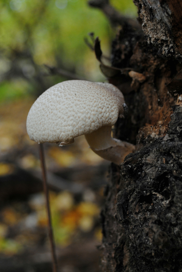 hliva dubová Pleurotus dryinus (Pers.) P. Kumm.