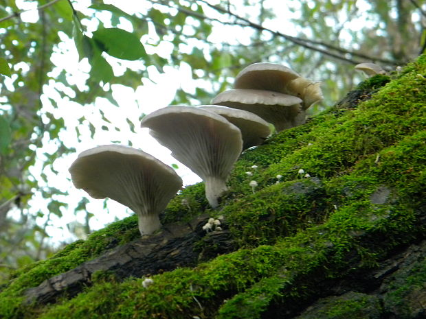 hliva ustricovitá Pleurotus ostreatus (Jacq.) P. Kumm.