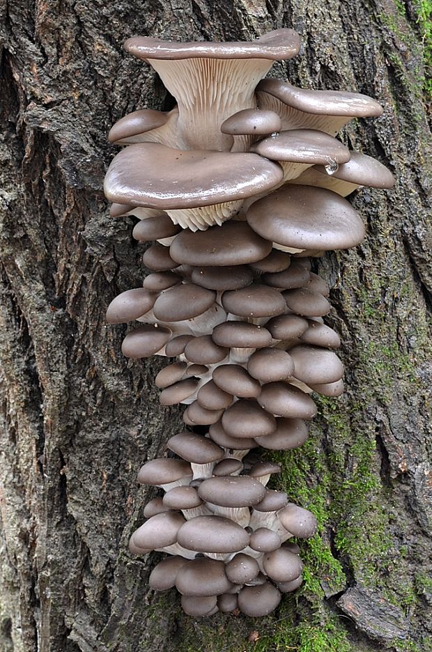 hliva ustricovitá Pleurotus ostreatus (Jacq.) P. Kumm.