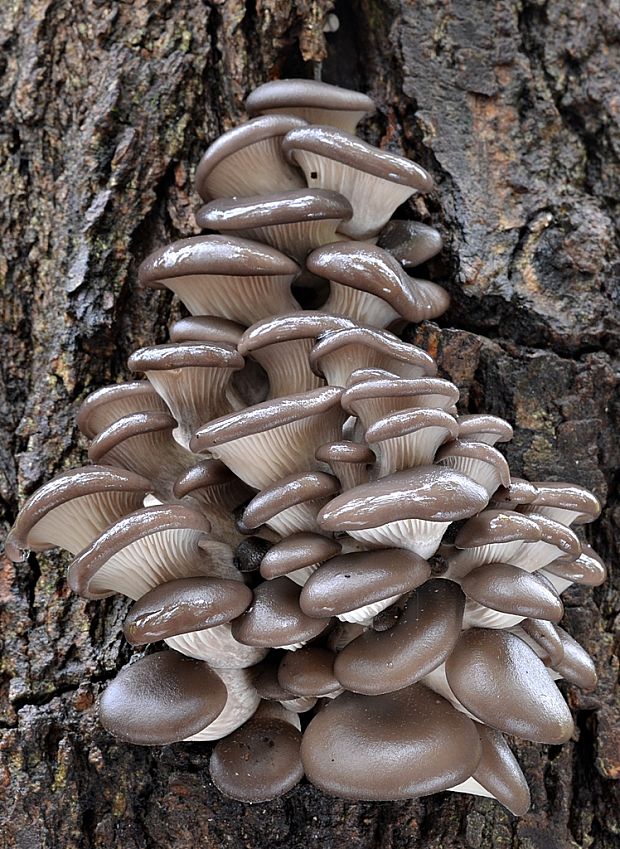 hliva ustricovitá Pleurotus ostreatus (Jacq.) P. Kumm.