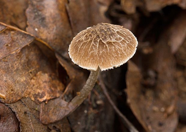 štítovka sivá Pluteus thomsonii (Berk. & Broome) Dennis