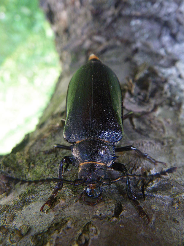 tesařík piluna Prionus coriarius Linnaeus,1758