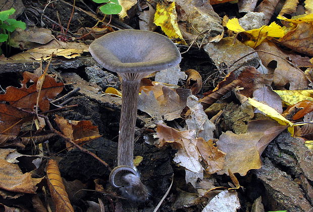 strmulica čiaškovitá Pseudoclitocybe cyathiformis (Bull.) Singer