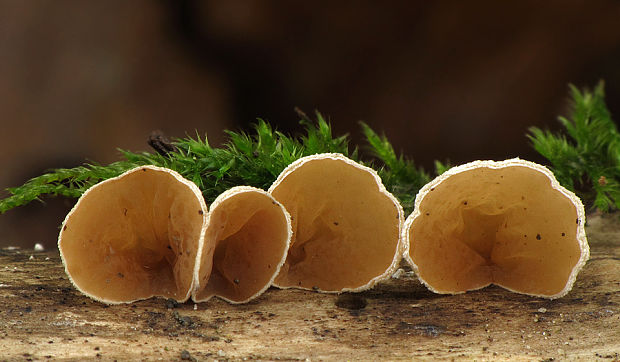 škľabka plstnatá Schizophyllum amplum (Lév.) Nakasone