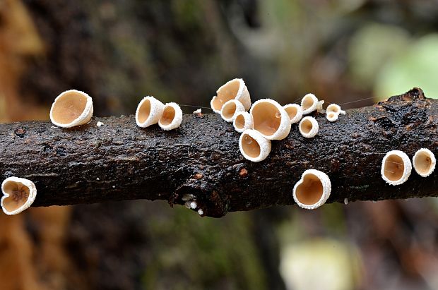 škľabka plstnatá Schizophyllum amplum (Lév.) Nakasone