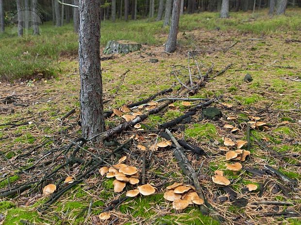 masliak kravský Suillus bovinus (Pers.) Roussel