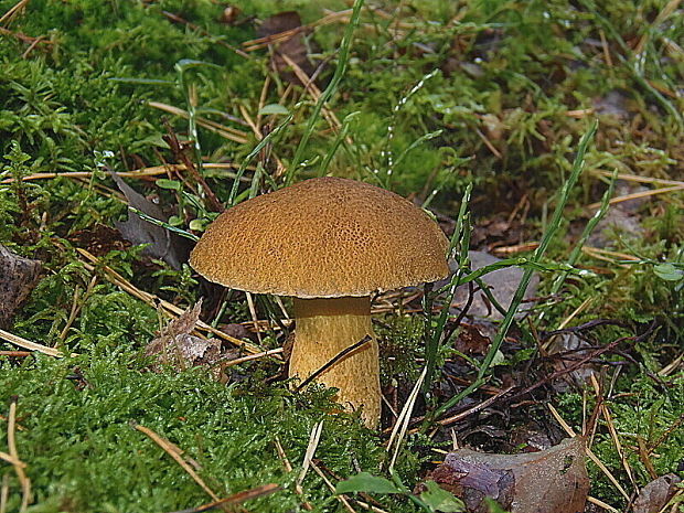 masliak strakatý Suillus variegatus (Sw.) Kuntze