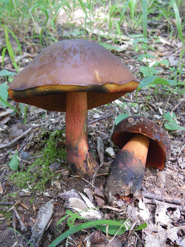 hríb zrnitohlúbikový Sutorius luridiformis (Rostk.) G. Wu & Zhu L. Yang