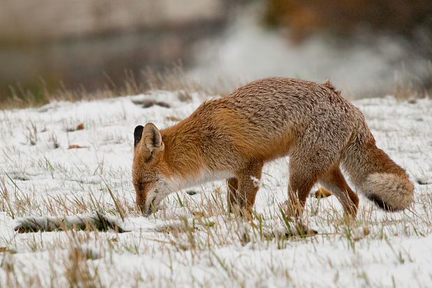 líška hrdzavá Vulpes vulpes