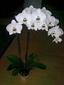 Orchidea