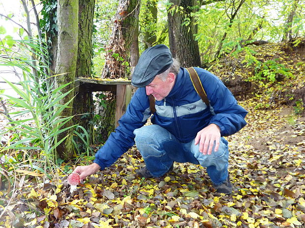 gýčovo krásna Amanita muscaria (L.) Lam.