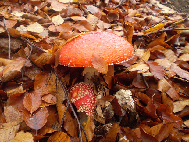 muchotrávka červená Amanita muscaria (L.) Lam.