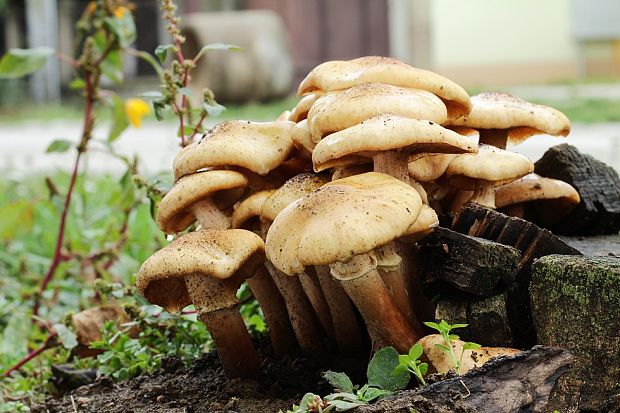 podpňovka žltá Armillaria gallica Marxm. & Romagn.