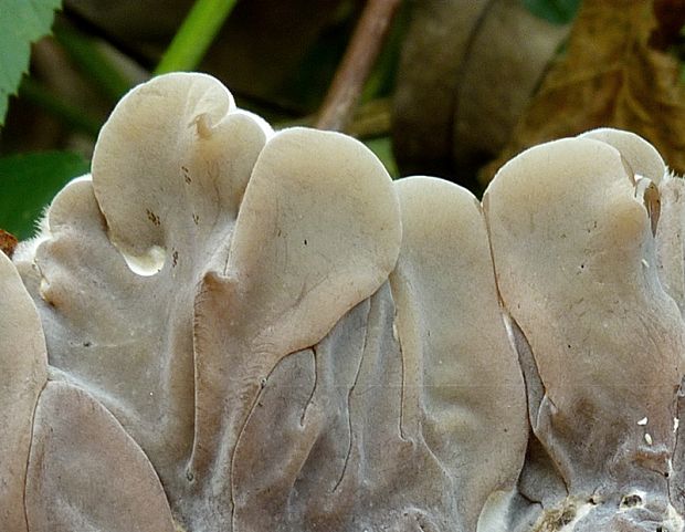 uchovka pásikavá Auricularia mesenterica (Dicks.) Pers.
