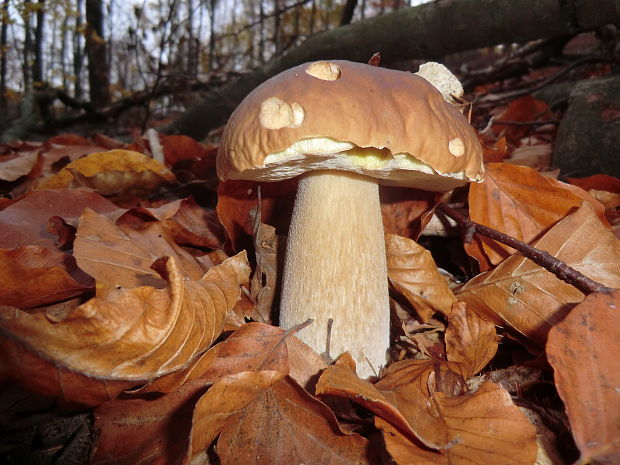 hríb smrekový Boletus edulis Bull.