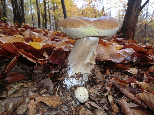 hríb smrekový Boletus edulis Bull.