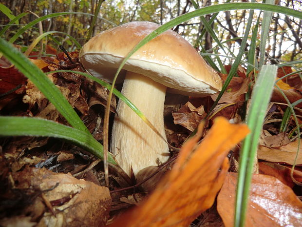 hríb smrekový Boletus edulis Bull.