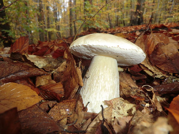 hríb smrekový Boletus edulis Bull.