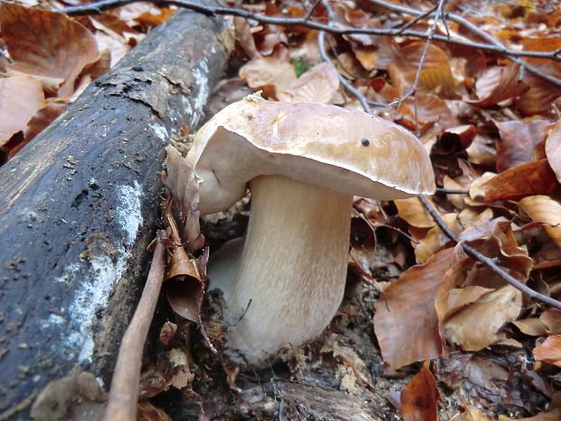 hríb smrekový Boletus edulis Bull.