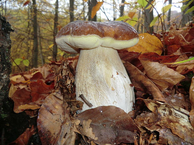 hríb smrekový Boletus edulis Bull.