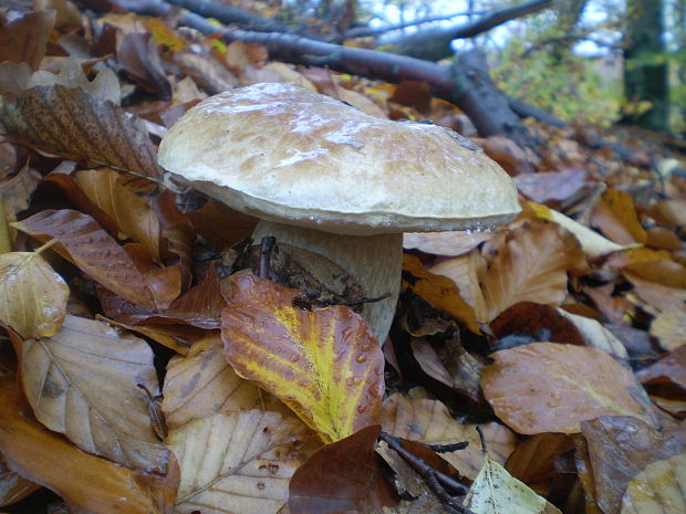 hríb smrekový Boletus edulis Bull.