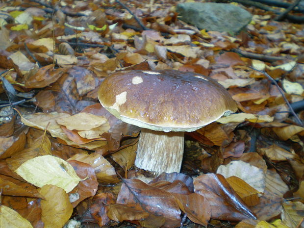 hríb smrekový Boletus edulis Bull.