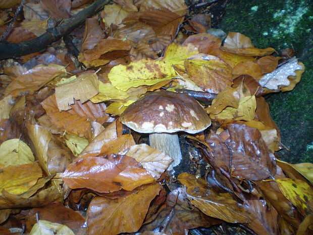 hríb smrekový Boletus edulis Bull.