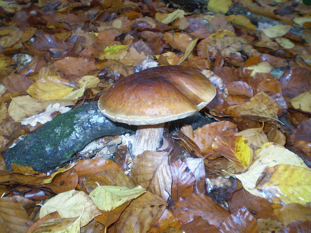 hríb smrekový Boletus edulis Bull.