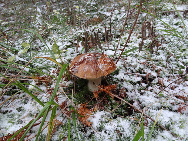 hríb smrekový Boletus edulis Bull.