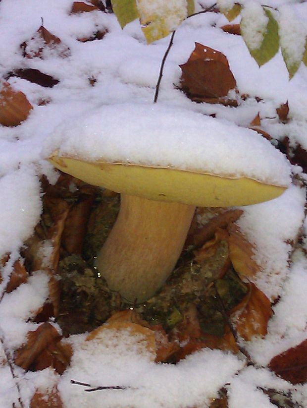 hríb smrekový Boletus edulis Bull.