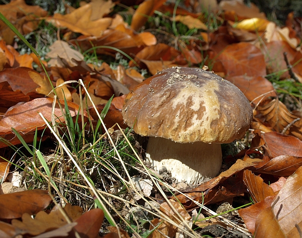 hríb smrekový Boletus edulis Bull.