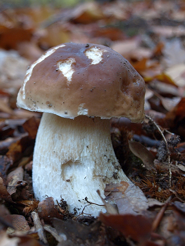 hríb smrekový Boletus edulis Bull.